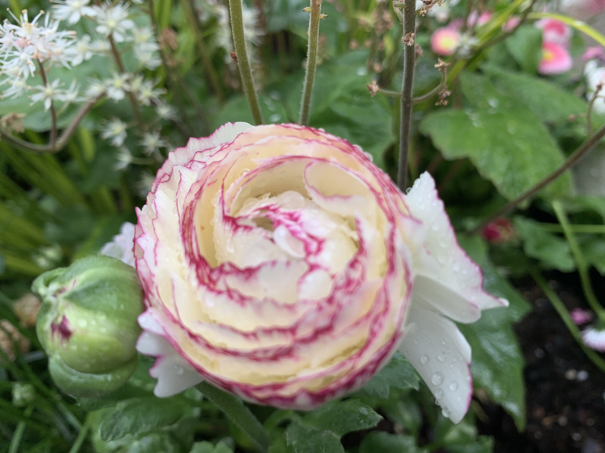 Frühling_2025