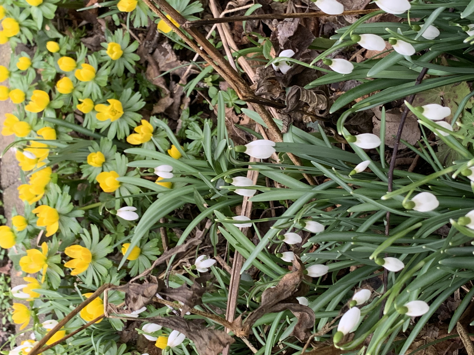 Frühling