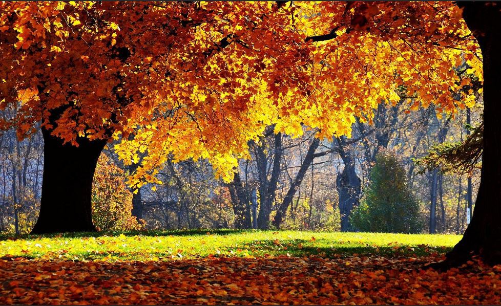 Herbstbild